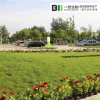 河北一然巴彦淖尔发酵型乳酸/菌进口菌种生产商